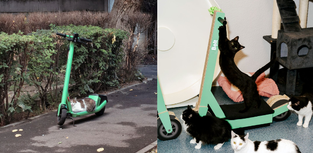 Cats on scooter